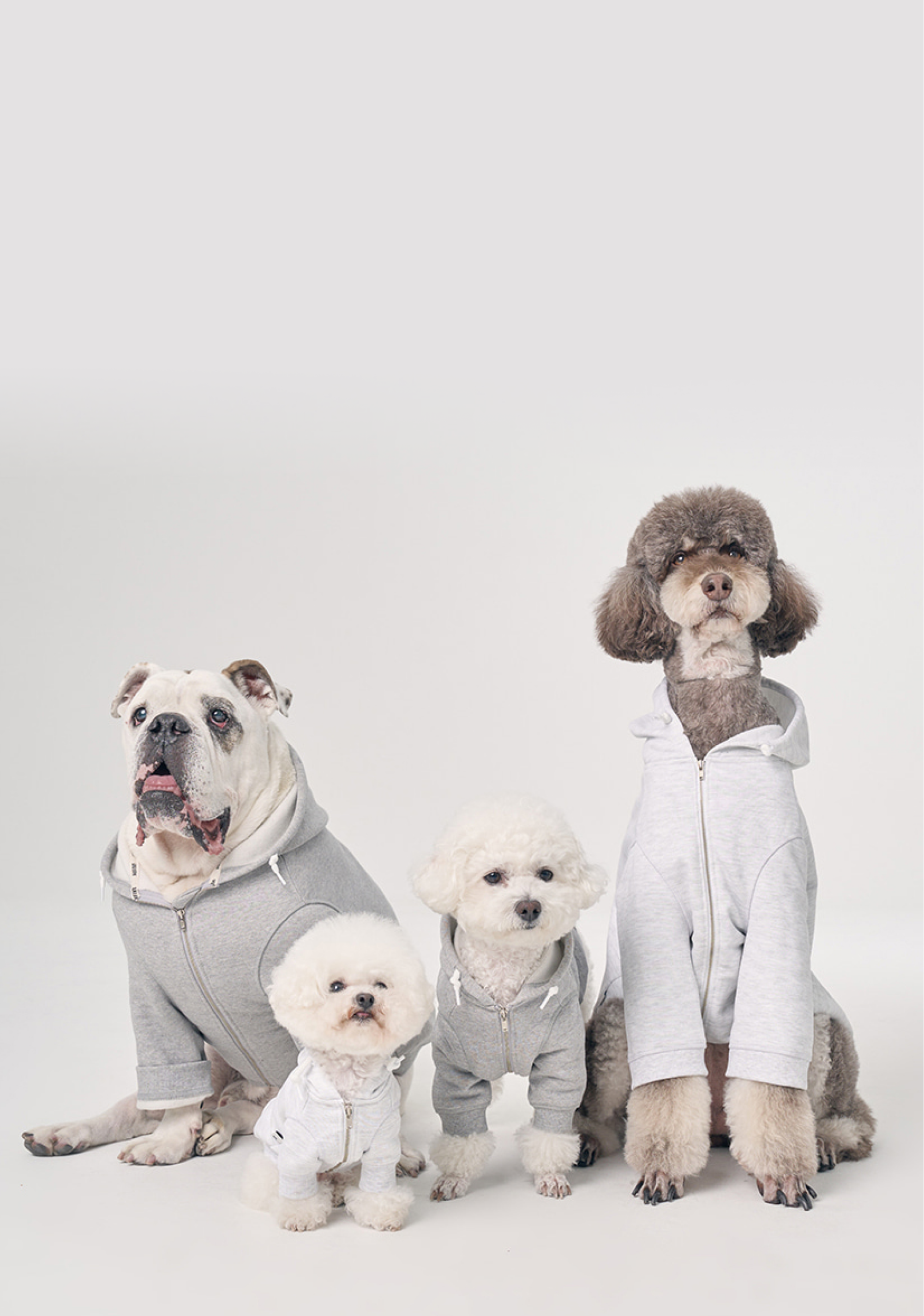 강아지 그룹 이미지