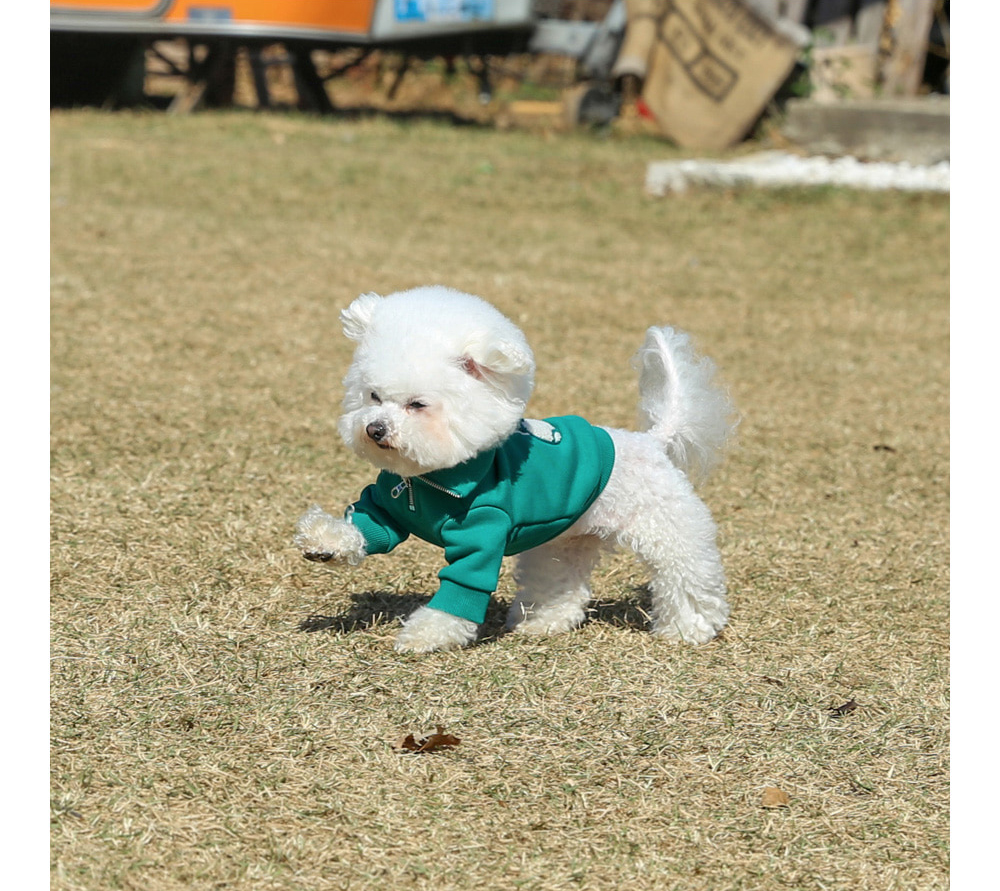 혼자달리는 강아지