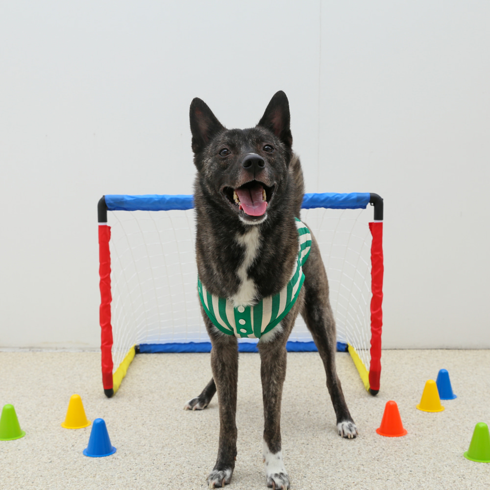 강아지 이미지1