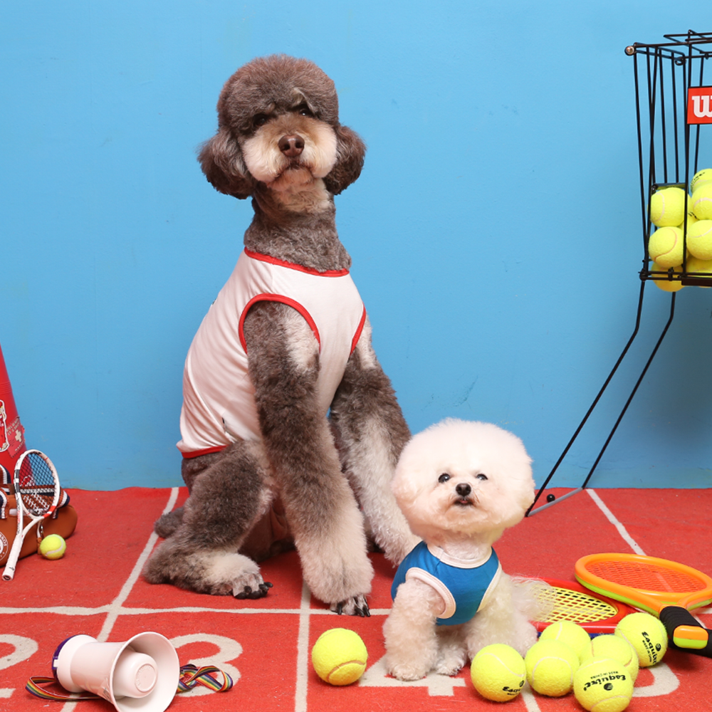 강아지 이미지2