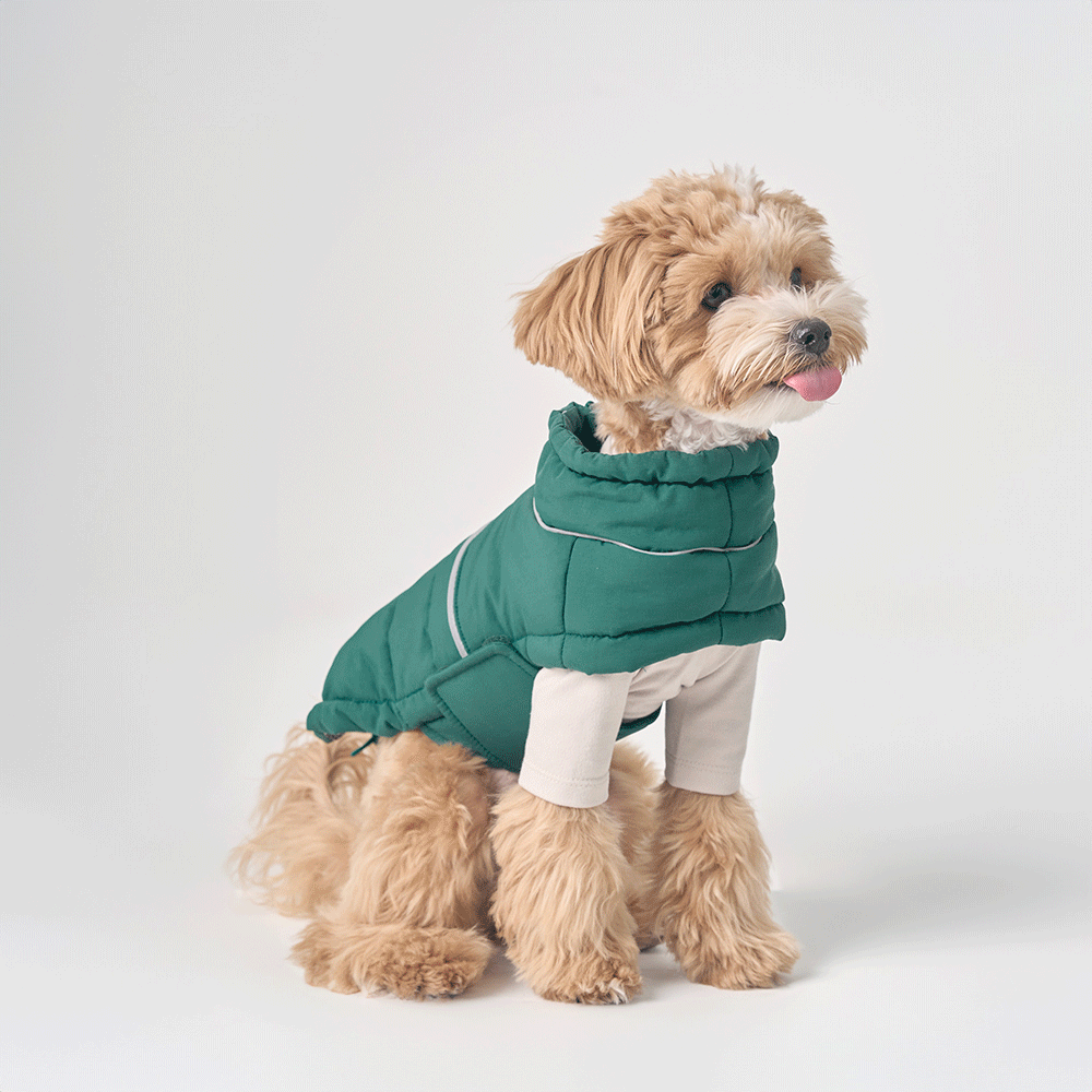 강아지 이미지3